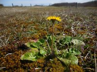 Crepis sancta 7, Saxifraga-Ed Stikvoort